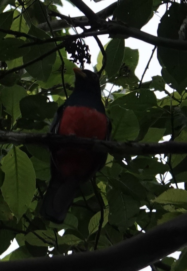 Black-tailed Trogon - ML646376291