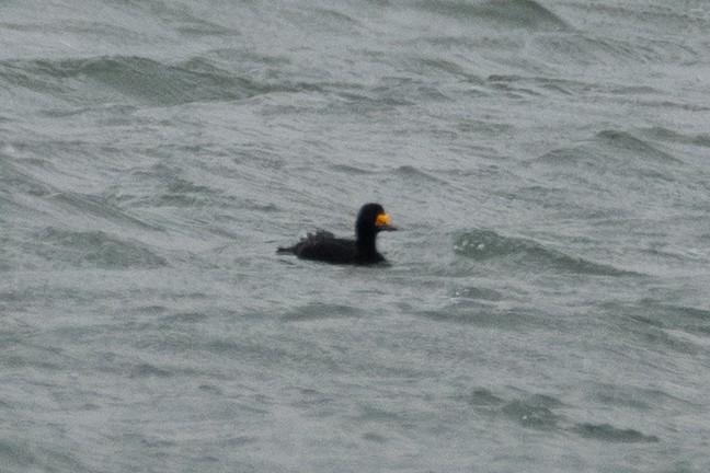 Amerika Kara Ördeği - ML646376292