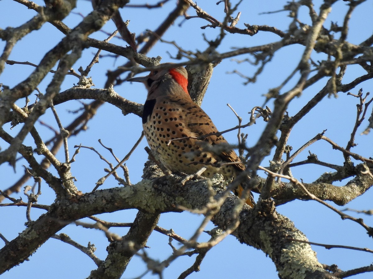 Northern Flicker - ML646376294