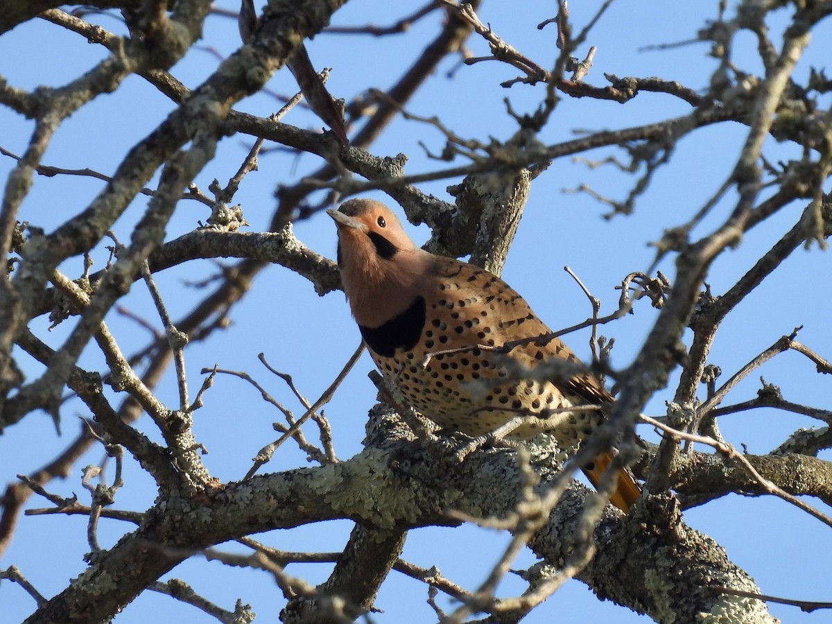 Northern Flicker - ML646376295