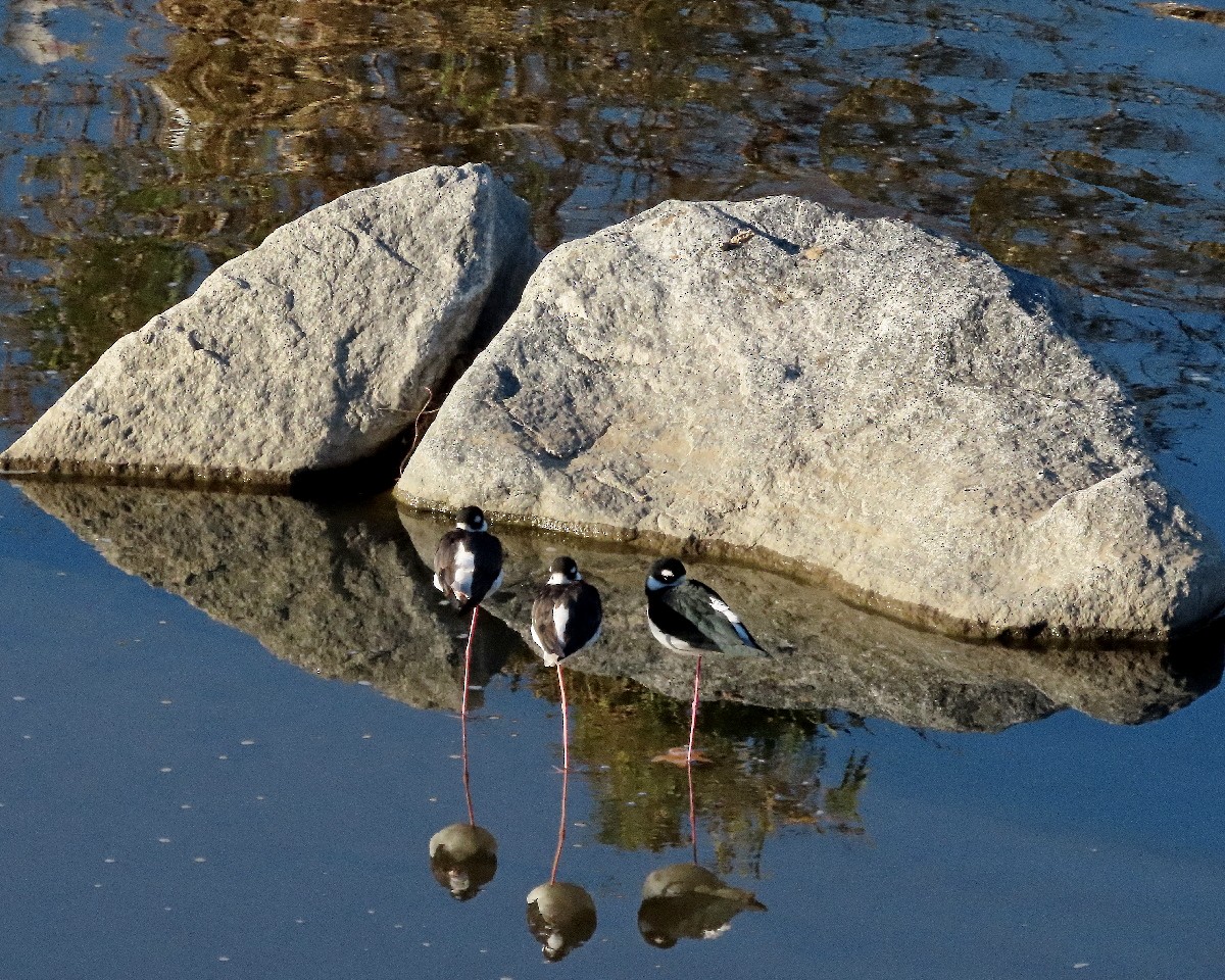 Black-necked Stilt - ML646376297