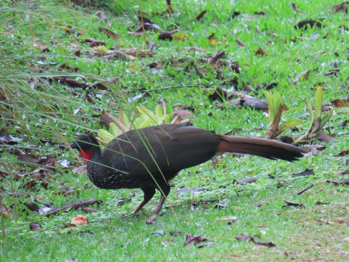 Crested Guan - ML646376298