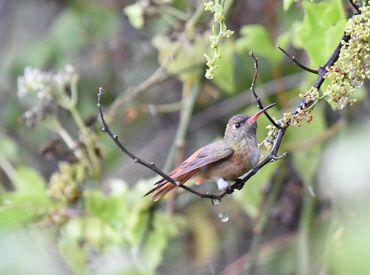 Amazilia Hummingbird - ML646376299