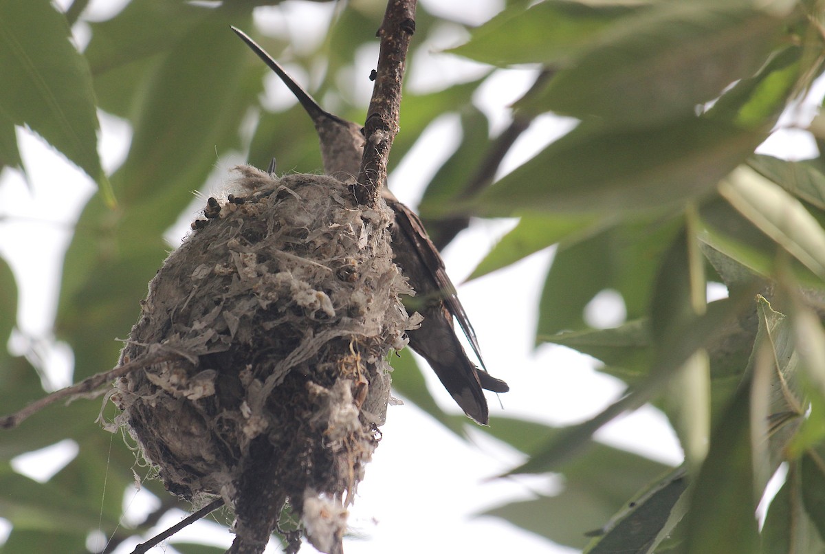 Oasis Hummingbird - ML646376300