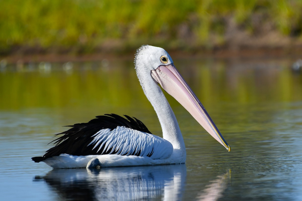 Australian Pelican - ML646376301