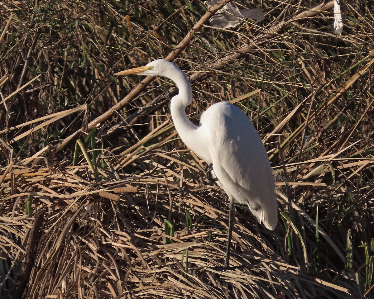Great Egret - ML646376306
