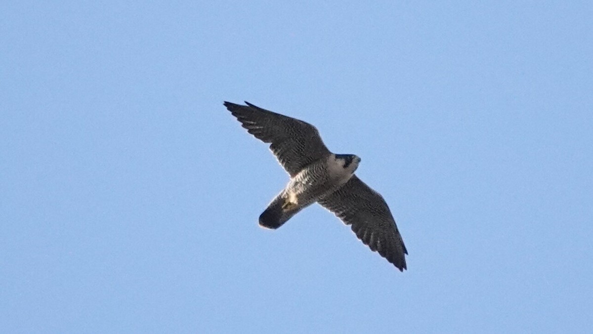 Peregrine Falcon - ML646376309