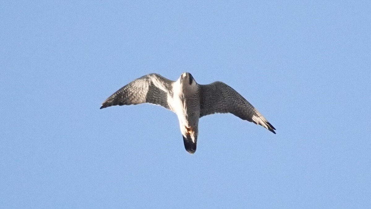 Peregrine Falcon - ML646376310