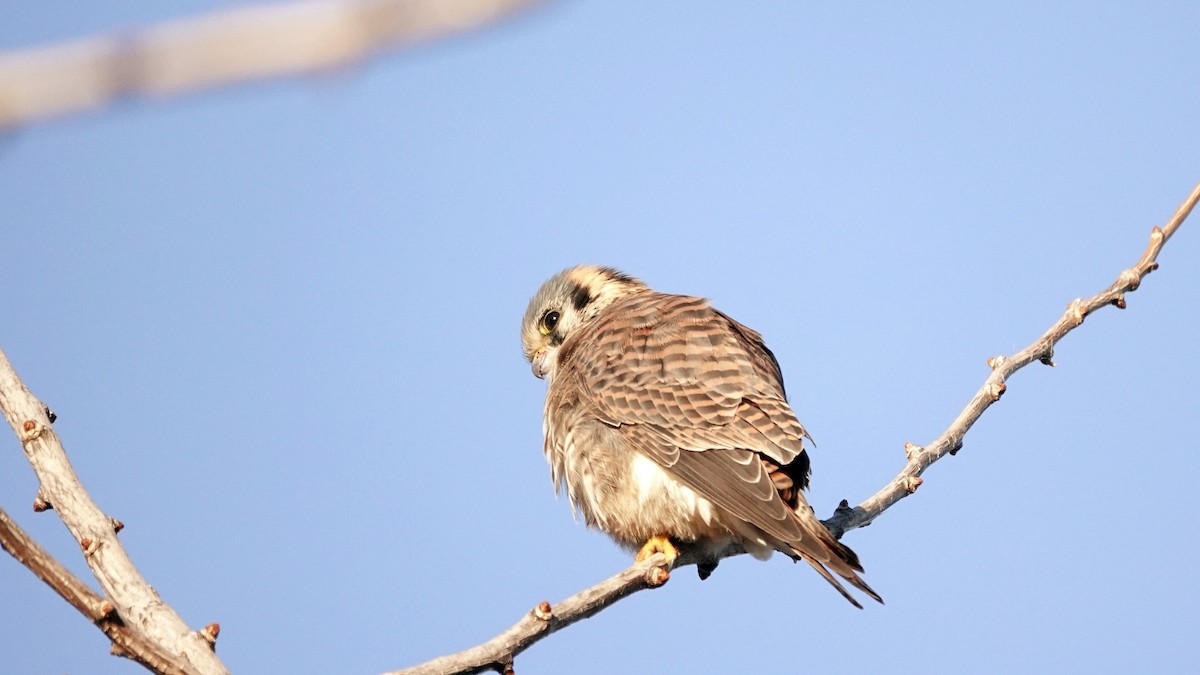 American Kestrel - ML646376312
