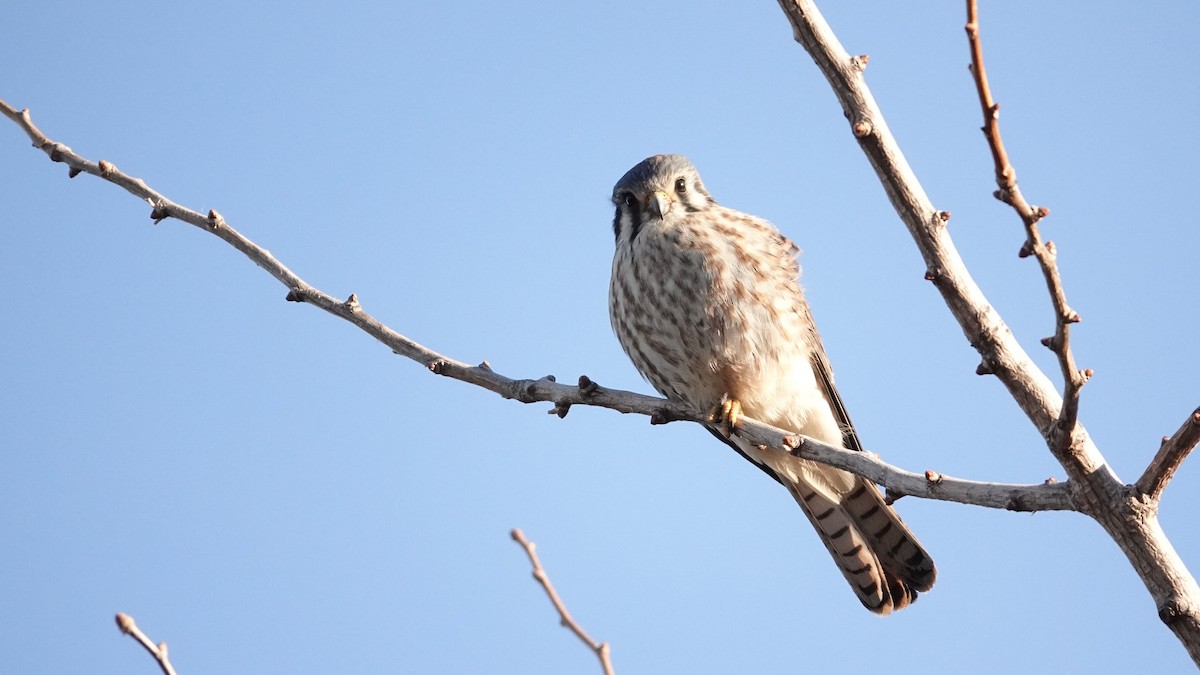 American Kestrel - ML646376313