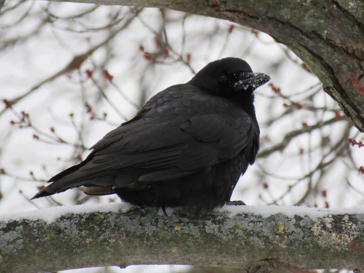 Cuervo Americano - ML646376314