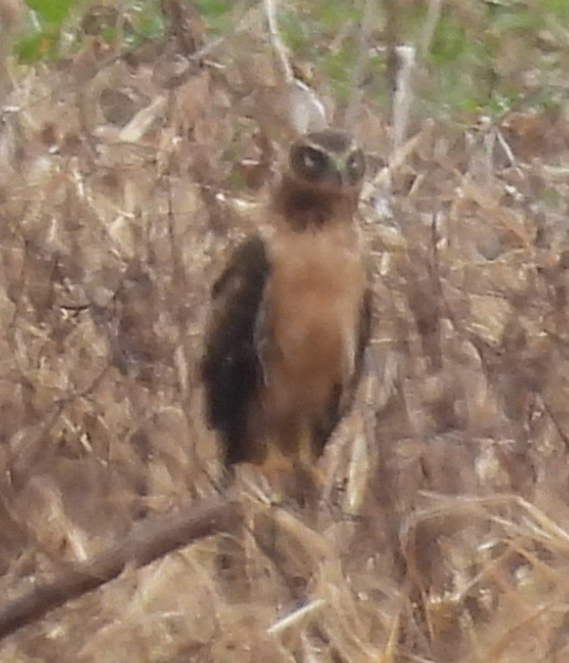 アメリカハイイロチュウヒ - ML646376324