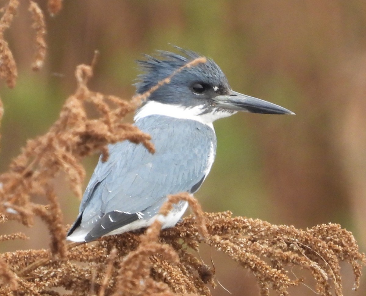 アメリカヤマセミ - ML646376329