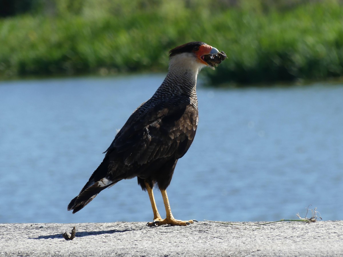 Crested Caracara - ML646376330