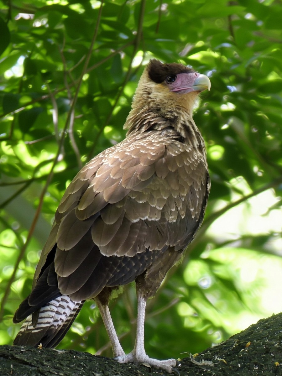 Crested Caracara - ML646376331