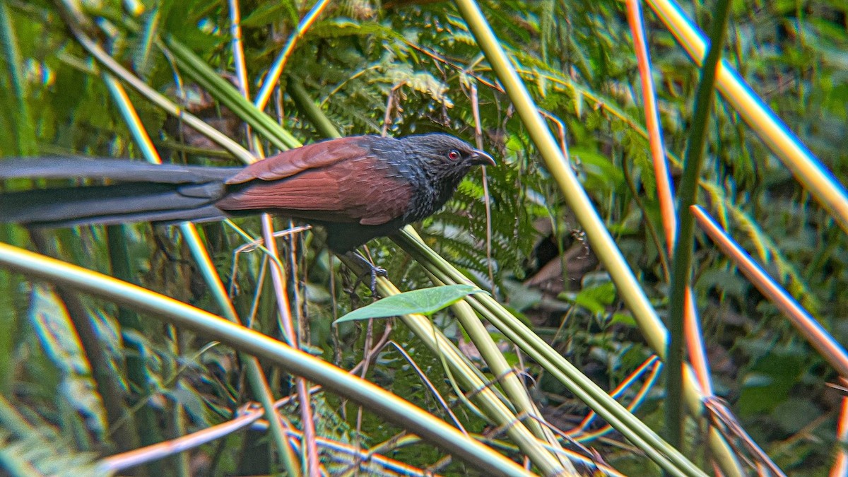 Philippine Coucal - ML646376332