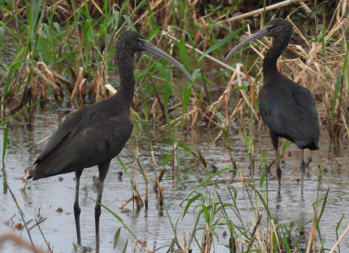 ブロンズトキ - ML646376335