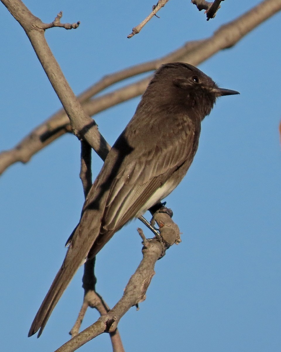 Black Phoebe - ML646376336