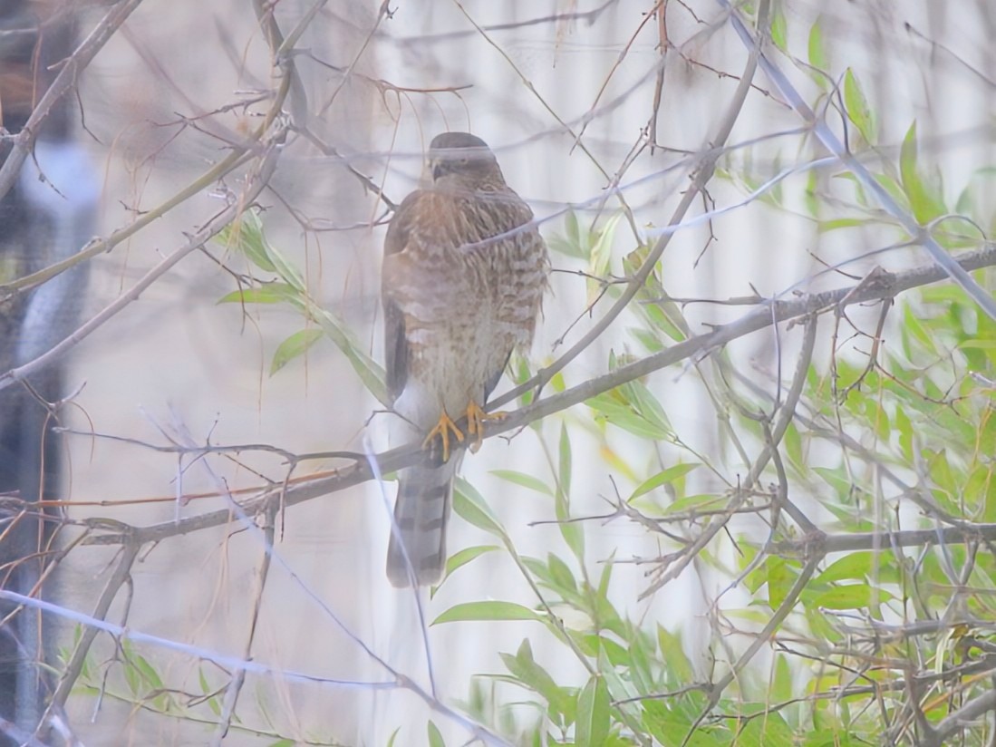 Sharp-shinned Hawk - ML646376337