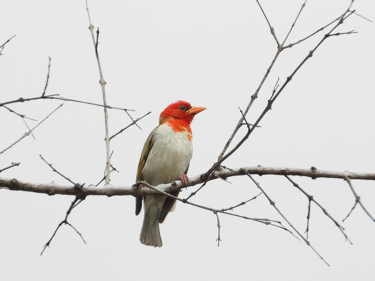 Red-headed Weaver - ML646376338