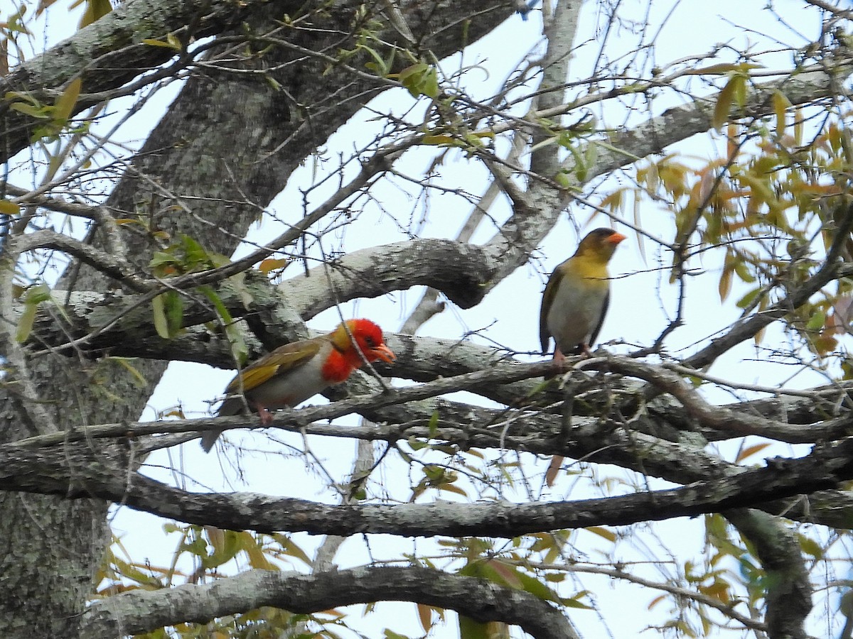 Red-headed Weaver - ML646376339