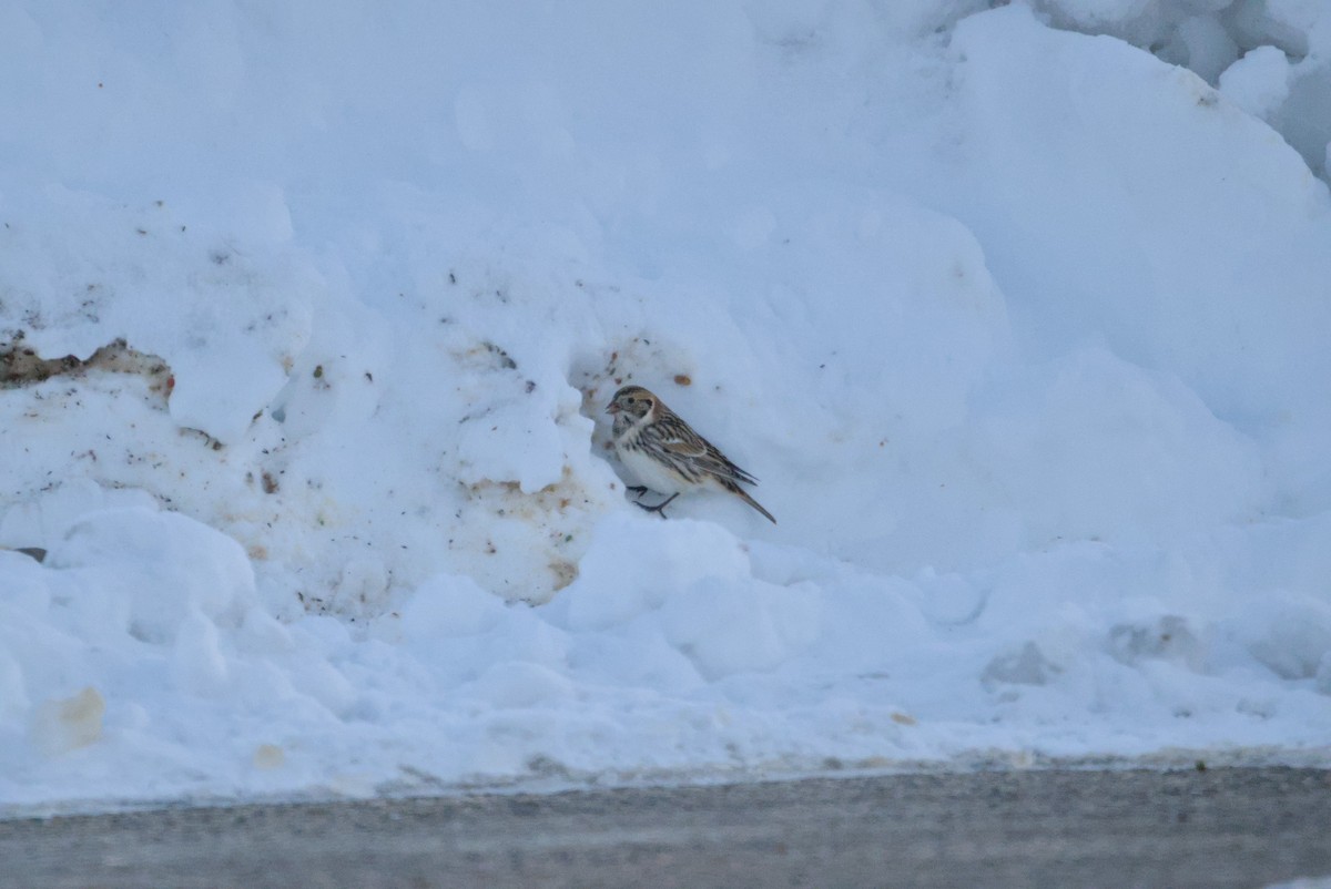 Lapland Longspur - ML646376342