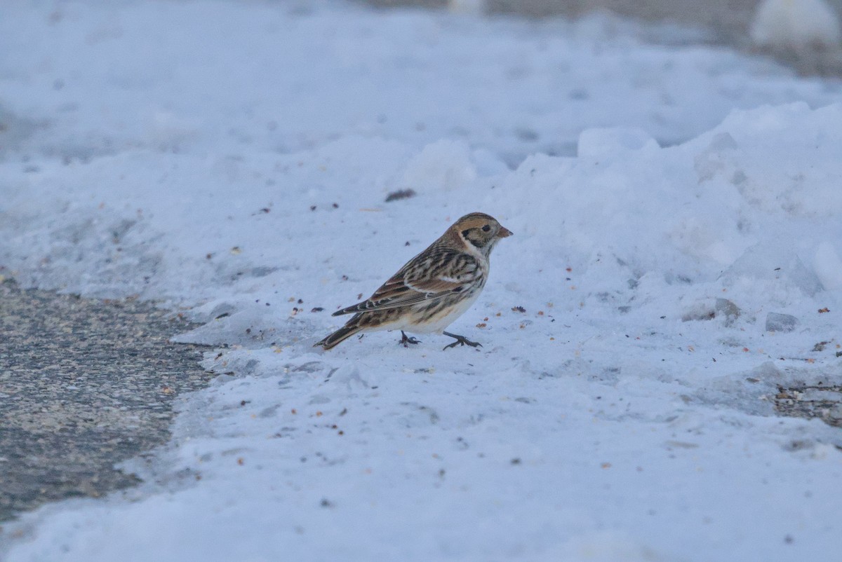 Lapland Longspur - ML646376343