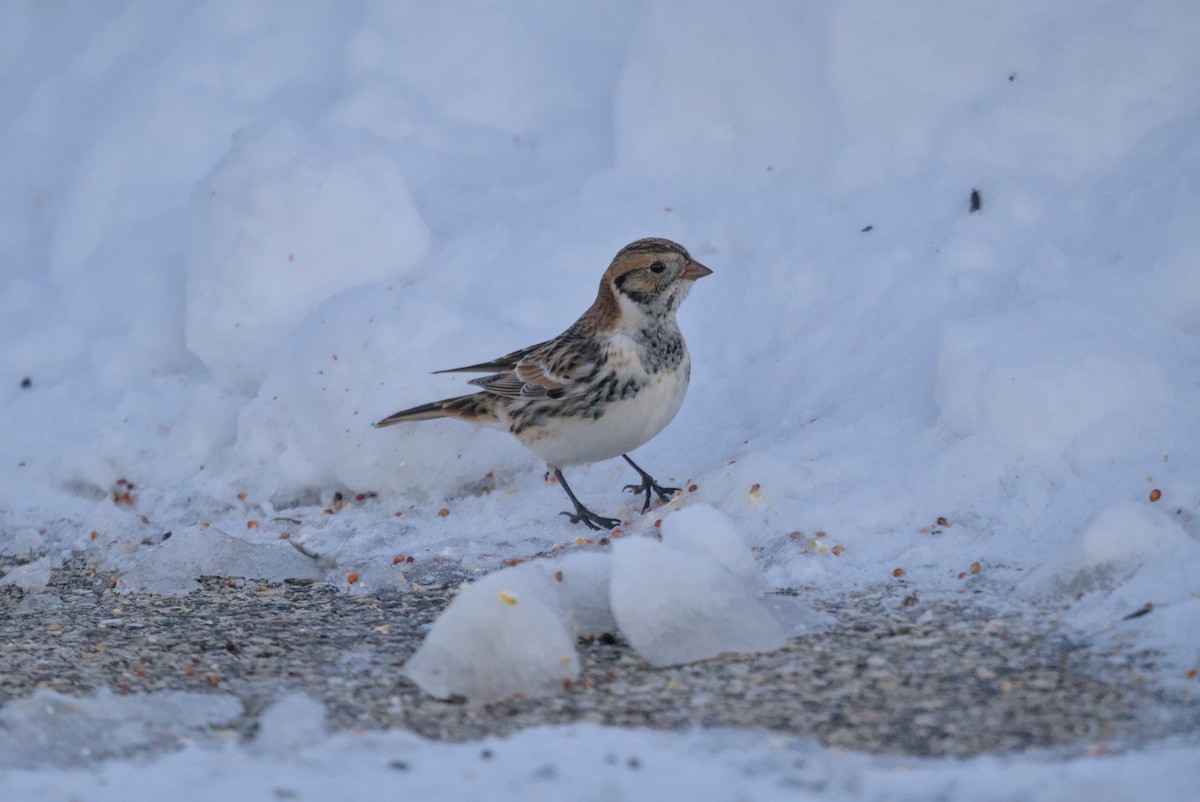 Lapland Longspur - ML646376344