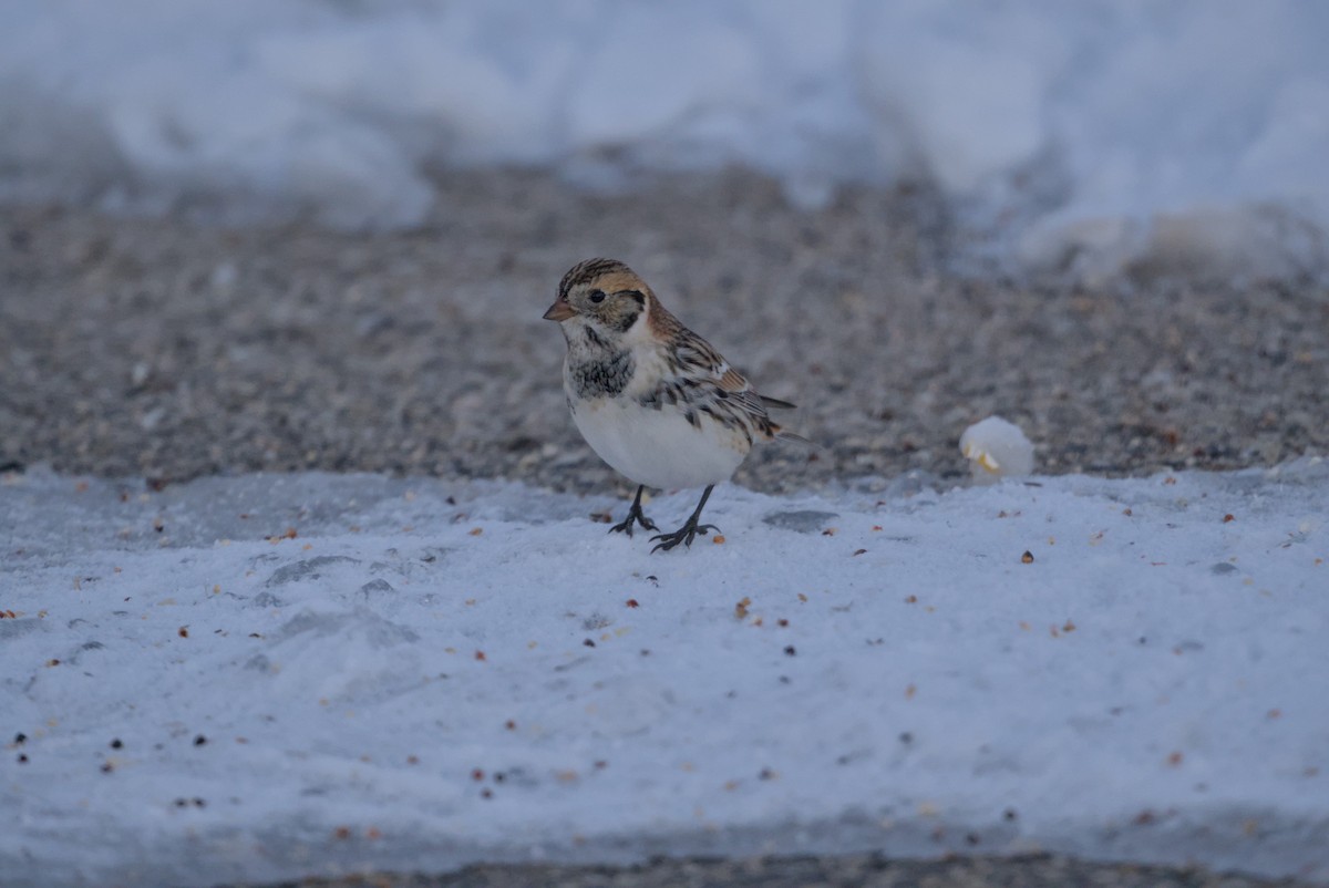 Lapland Longspur - ML646376345