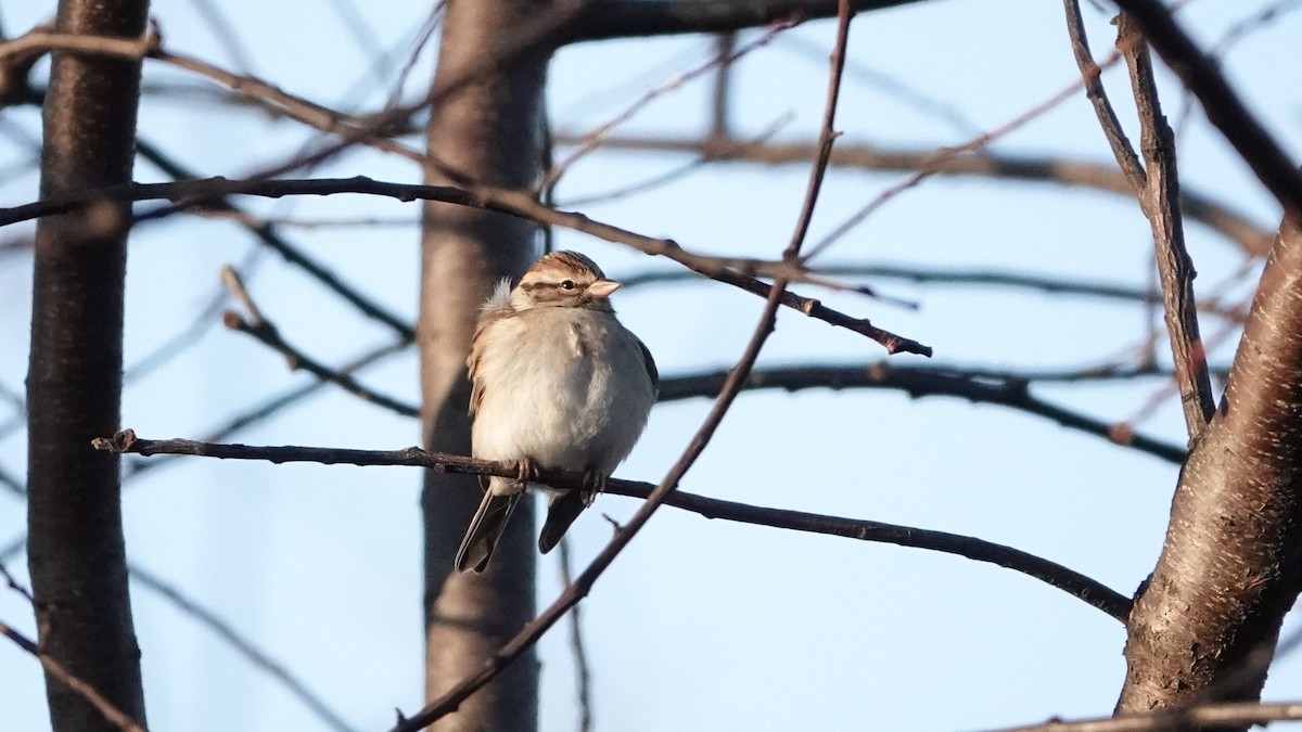 Chipping Sparrow - ML646376346