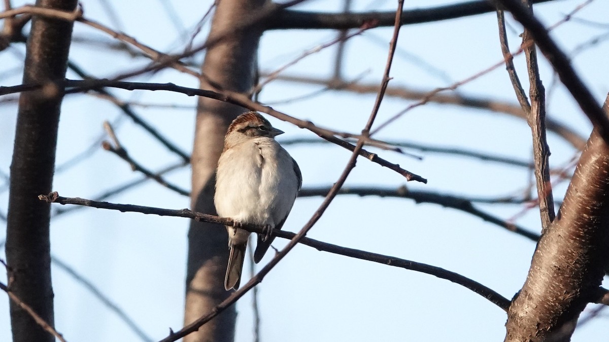 Chipping Sparrow - ML646376347