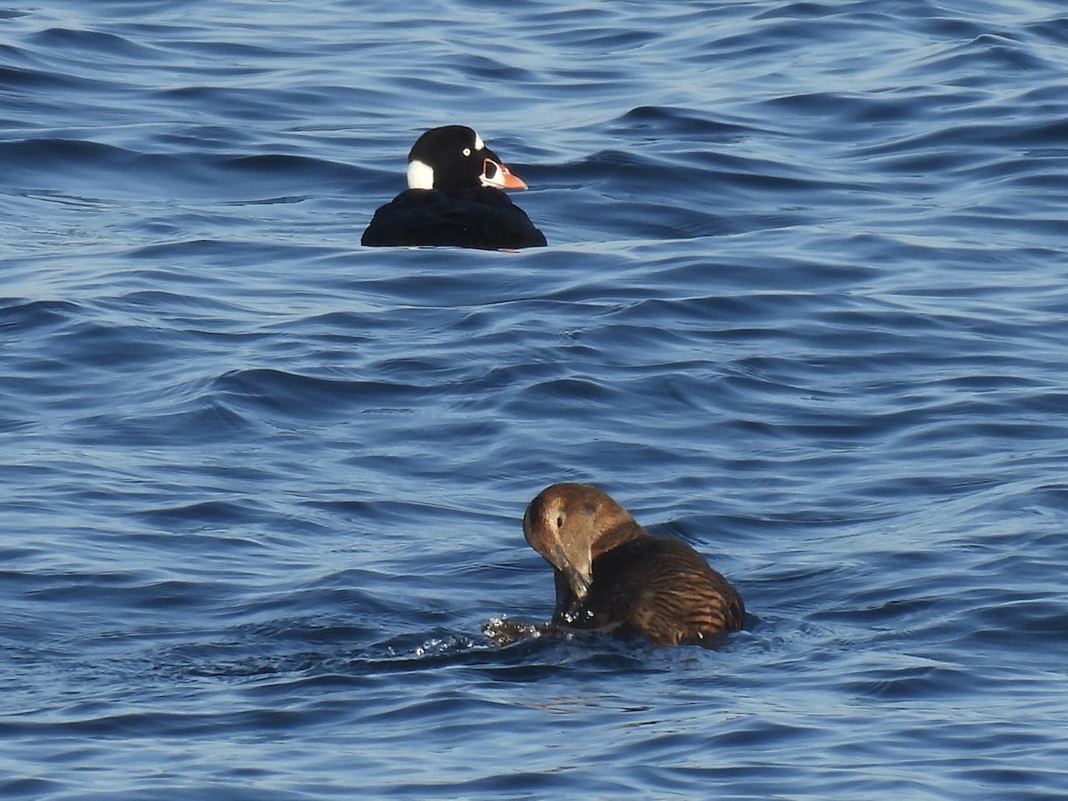Surf Scoter - ML646376349