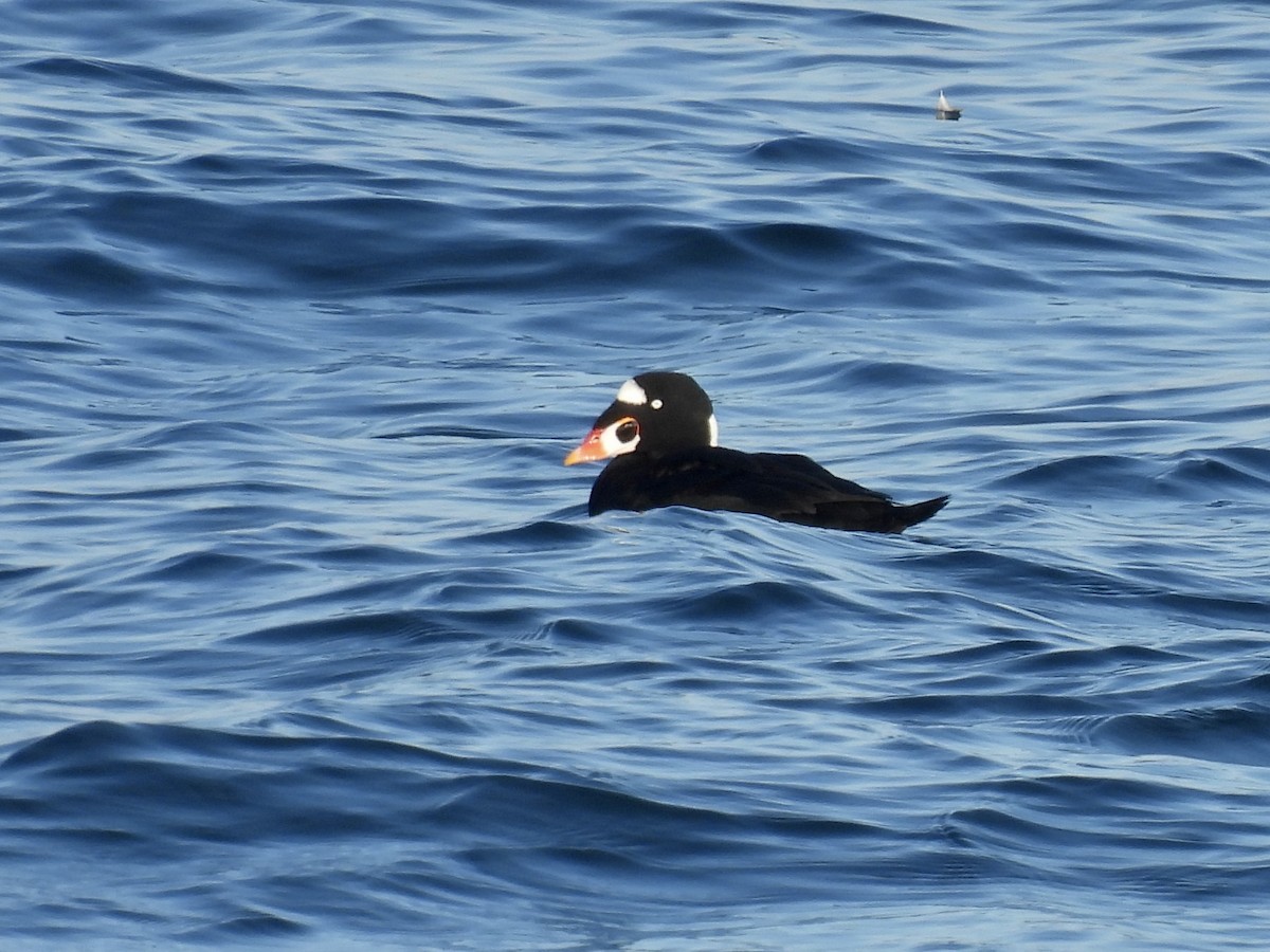 Surf Scoter - ML646376350