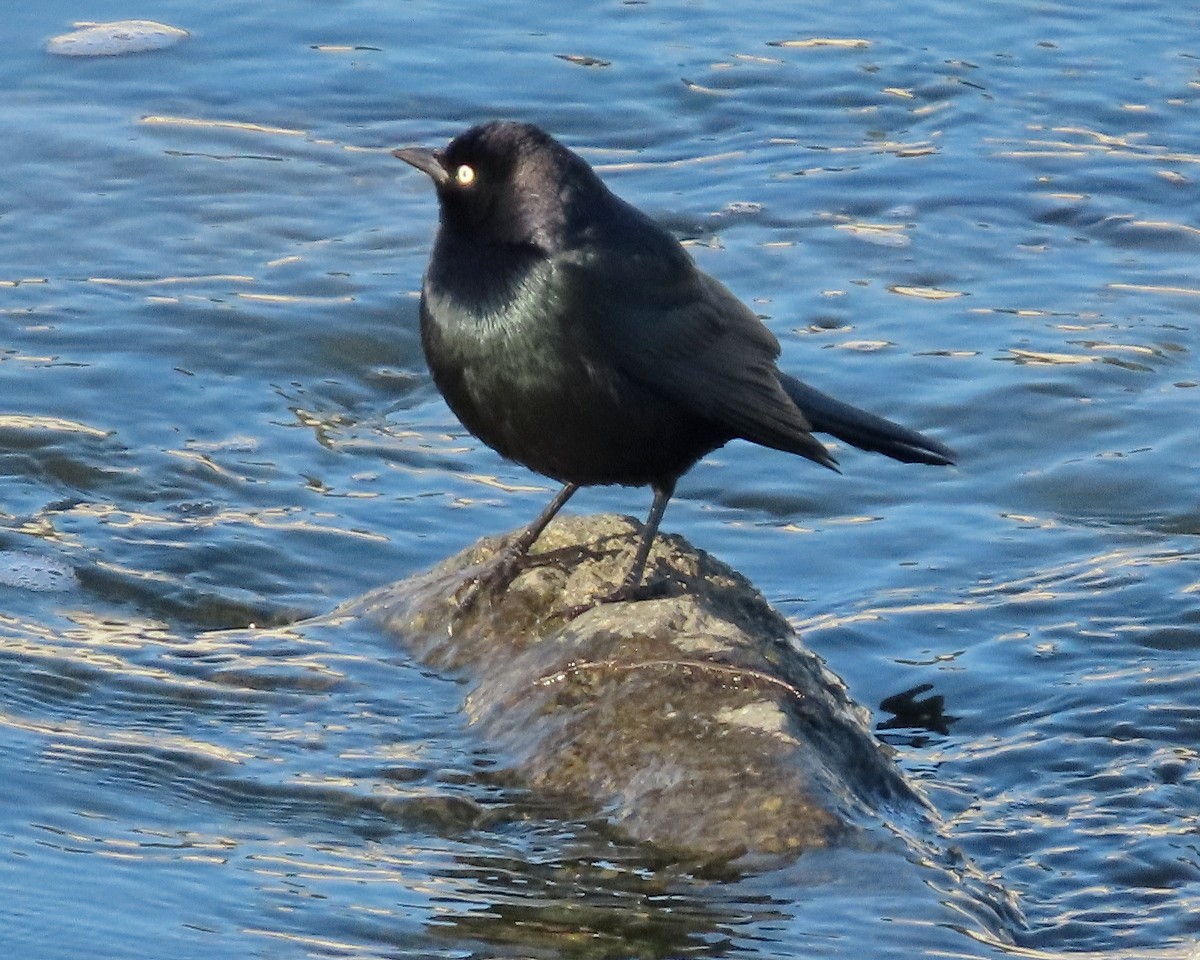 Brewer's Blackbird - ML646376351