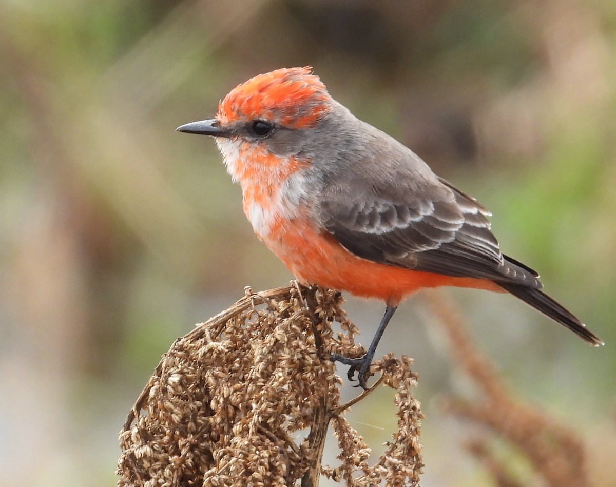 ベニタイランチョウ - ML646376352