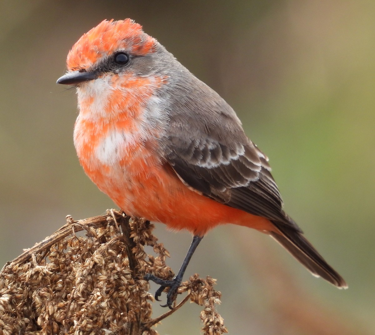 ベニタイランチョウ - ML646376353