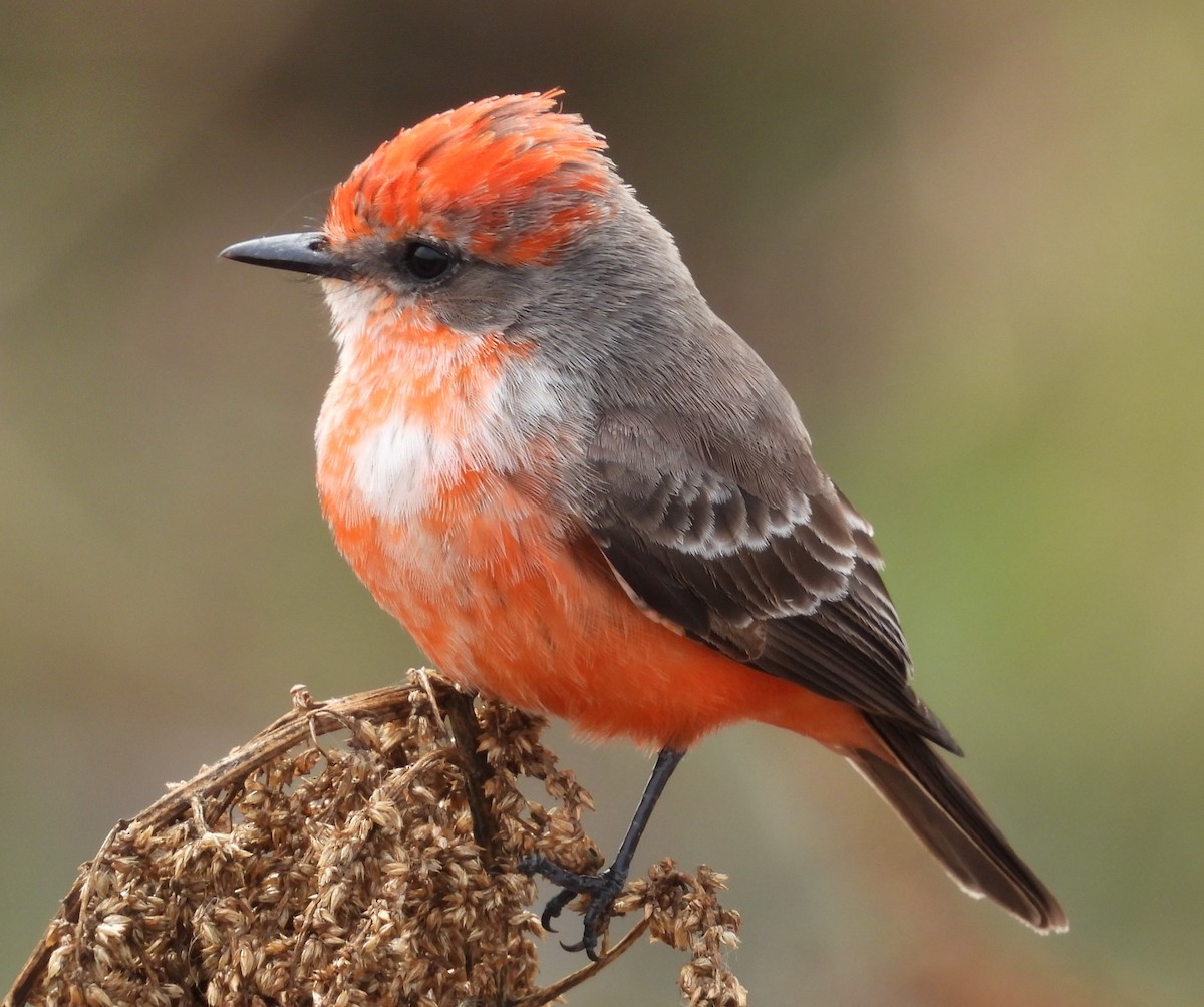 ベニタイランチョウ - ML646376354