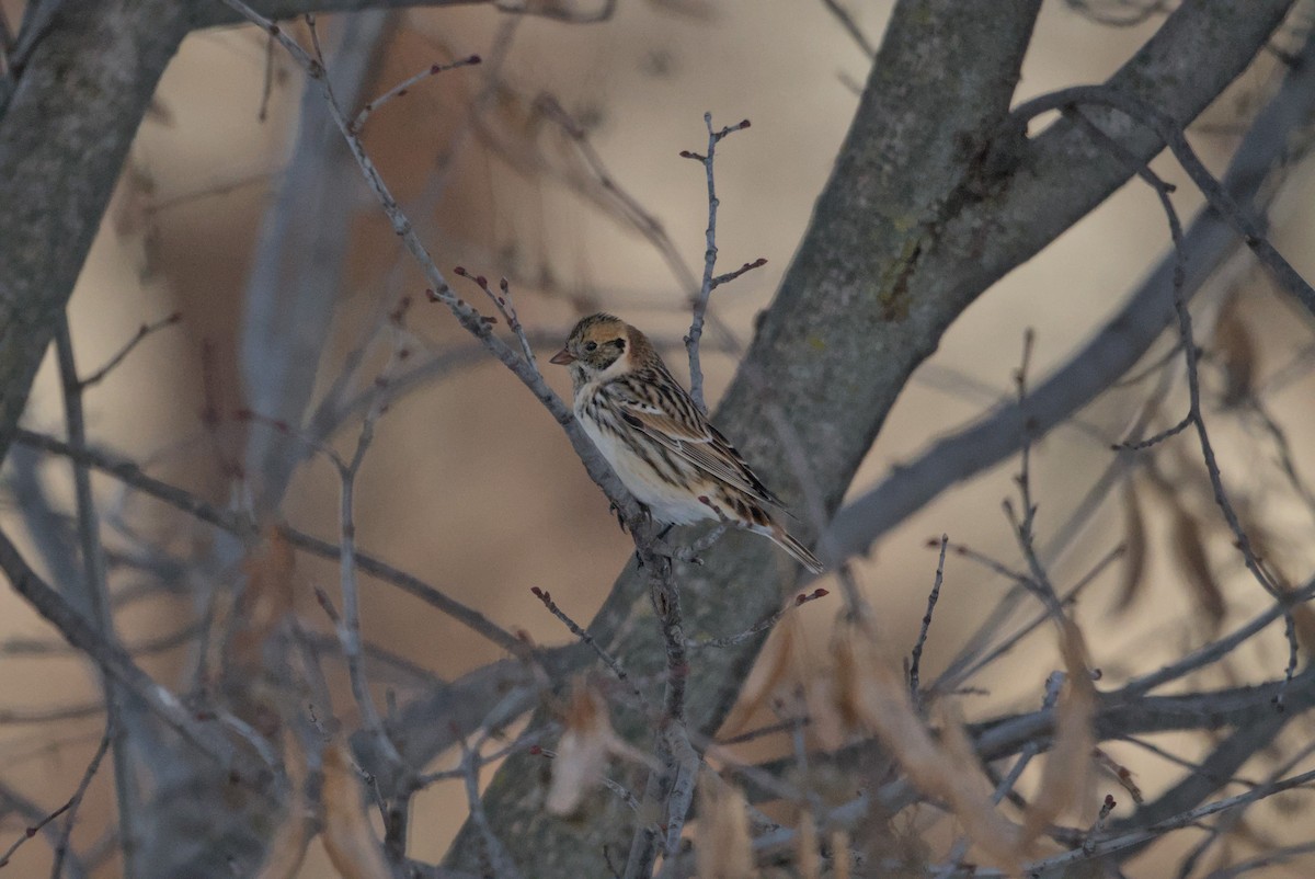 Lapland Longspur - ML646376355