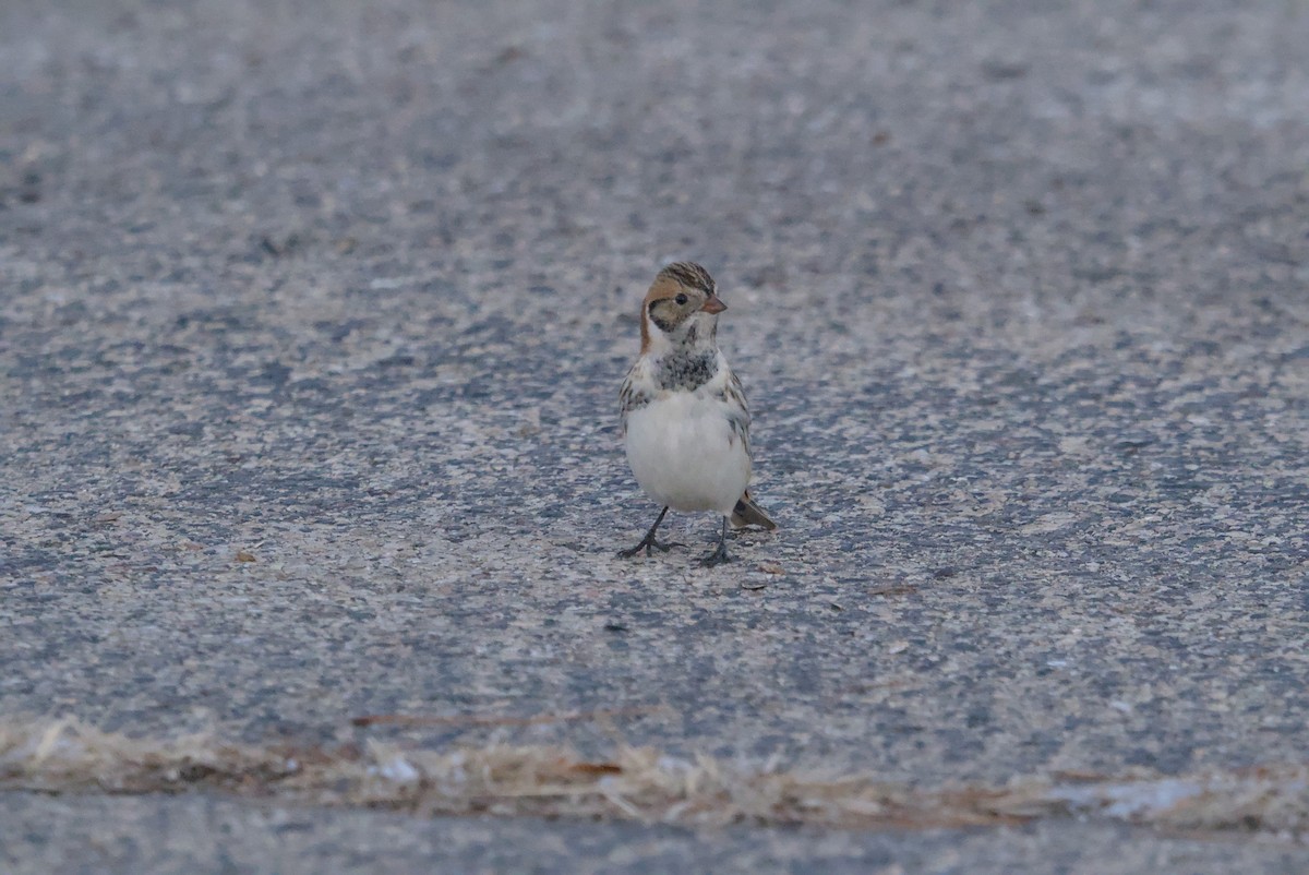 Lapland Longspur - ML646376356
