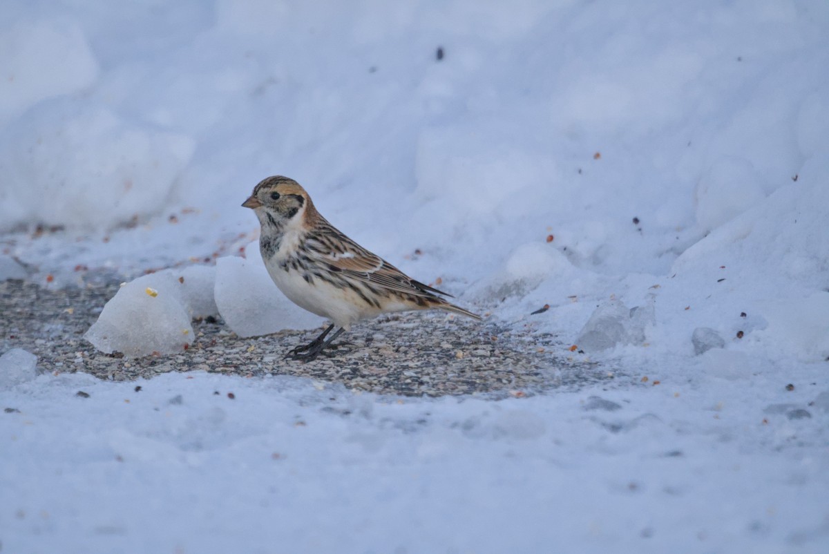 גיבתון לפלנדי - ML646376357