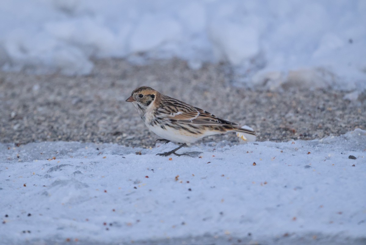 גיבתון לפלנדי - ML646376358