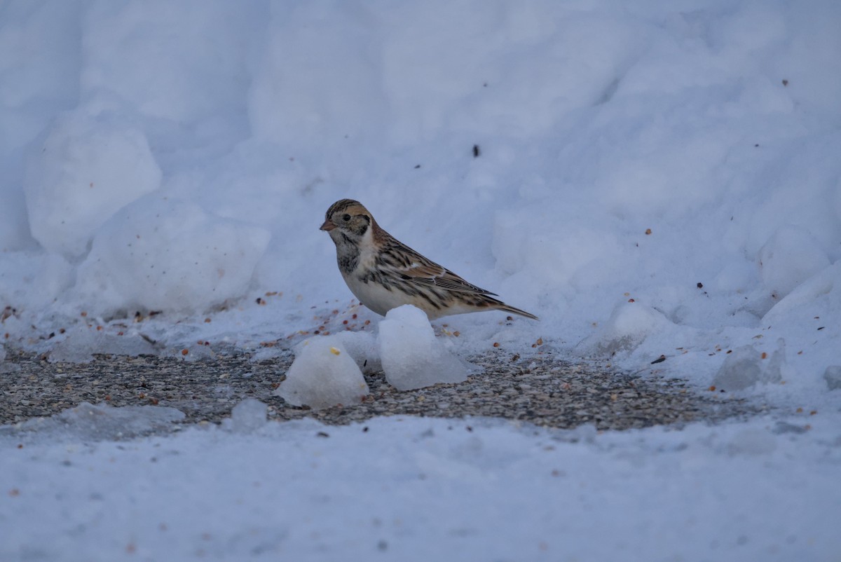גיבתון לפלנדי - ML646376359