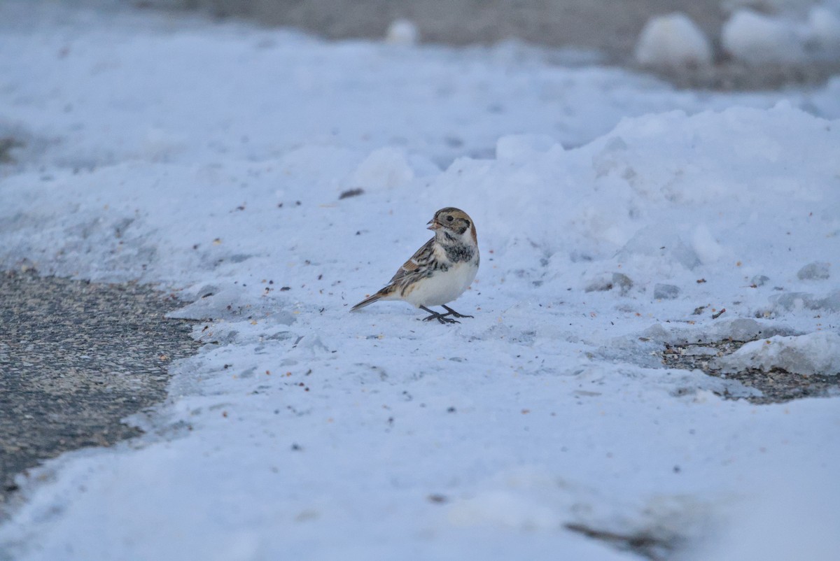 גיבתון לפלנדי - ML646376360