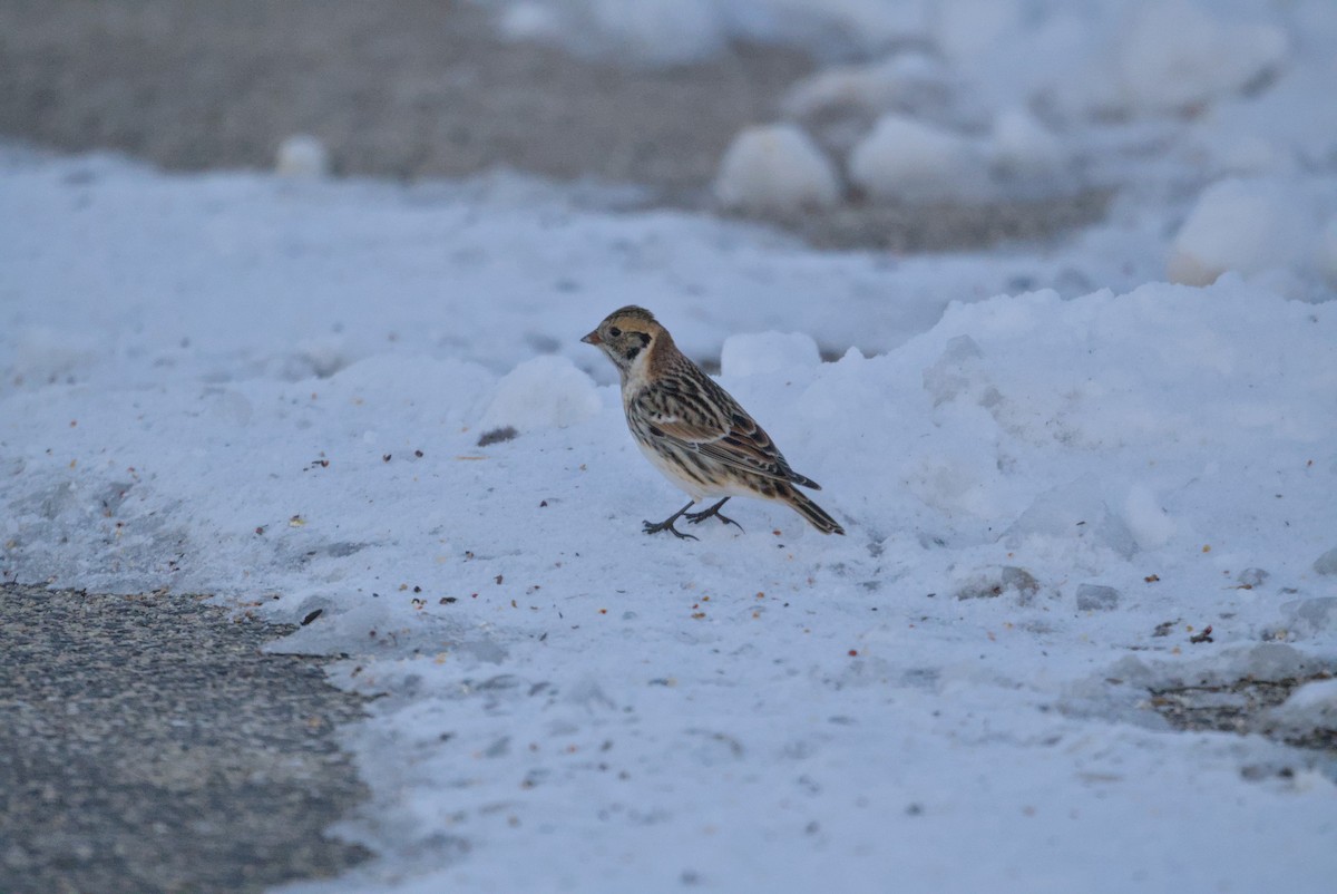 גיבתון לפלנדי - ML646376361