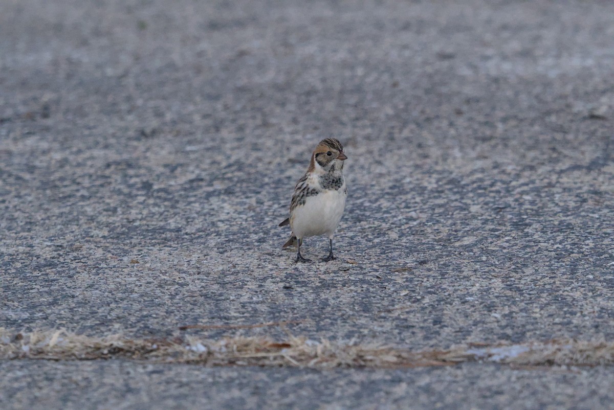 גיבתון לפלנדי - ML646376362