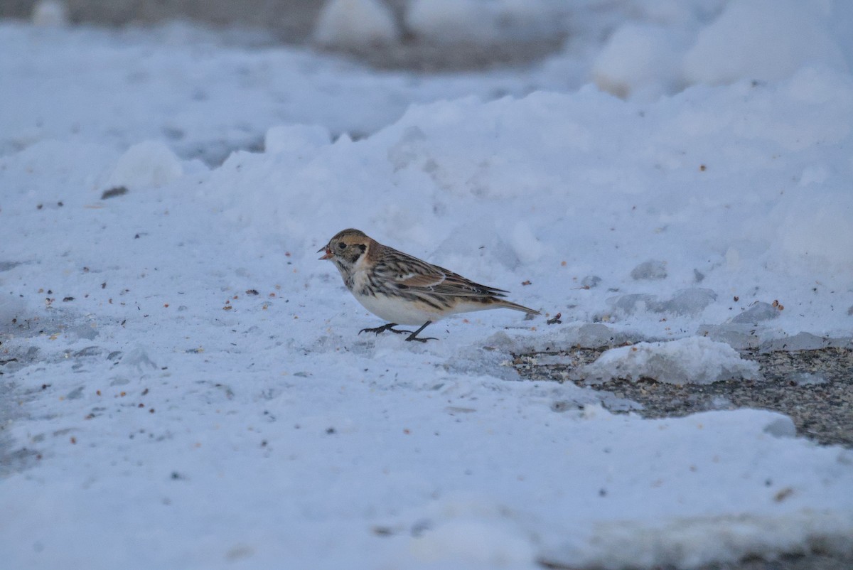 גיבתון לפלנדי - ML646376370