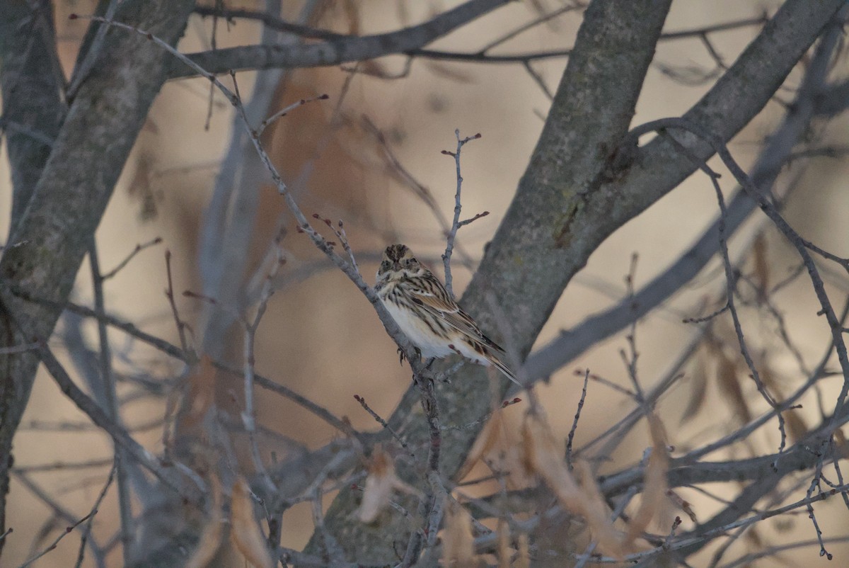 גיבתון לפלנדי - ML646376371