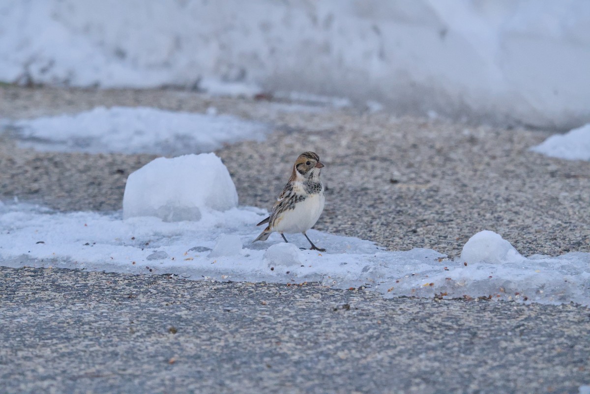 גיבתון לפלנדי - ML646376372