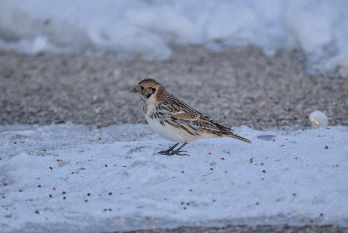 גיבתון לפלנדי - ML646376373