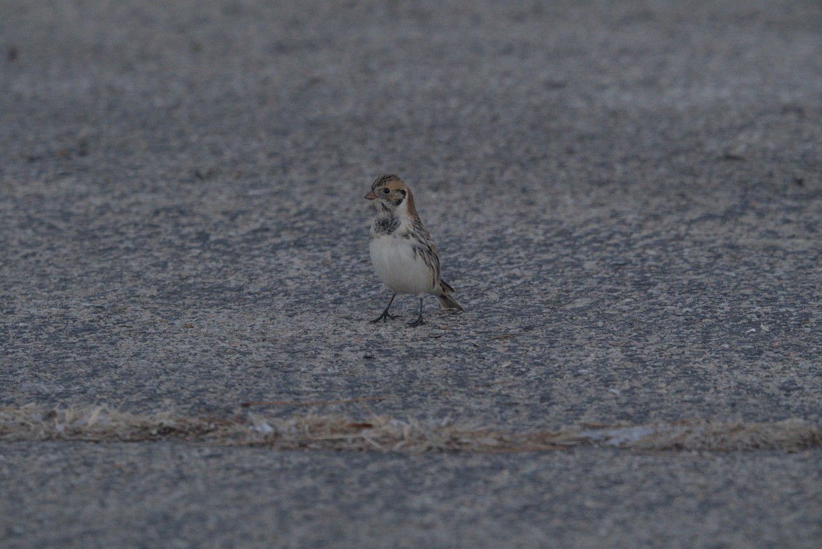 גיבתון לפלנדי - ML646376374